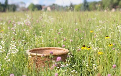 PLANTAS SILVESTRES COMESTIBLES EN FAMILIA