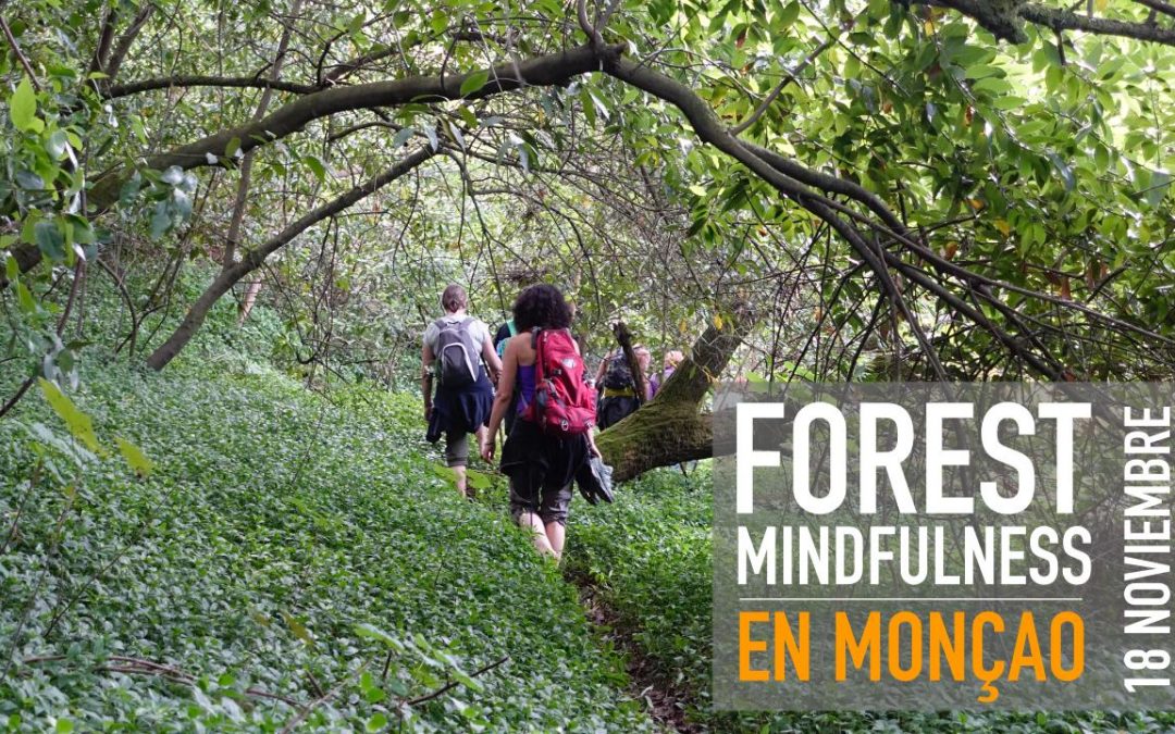 FOREST MINDFULNESS EN MONÇAO | 18 NOVIEMBRE