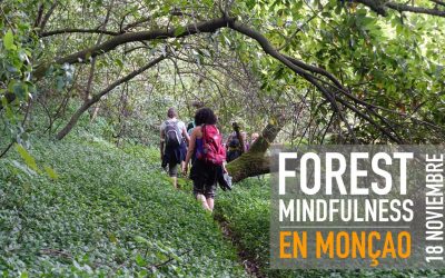 FOREST MINDFULNESS EN MONÇAO | 18 NOVIEMBRE