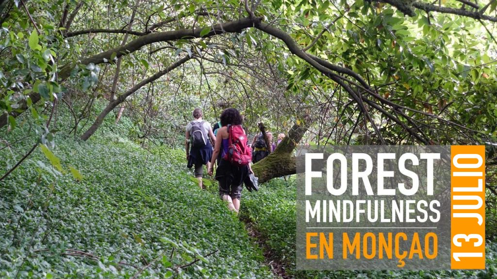 FOREST MINDFULNESS – MONCAO 13 JULIO