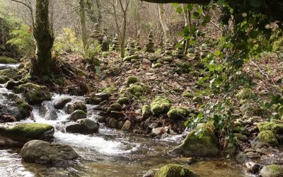 RECORRIDOS FOREST MINFULNESS | 9 DE JUNIO